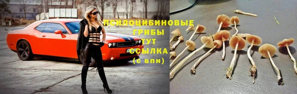 стафф Ижевск